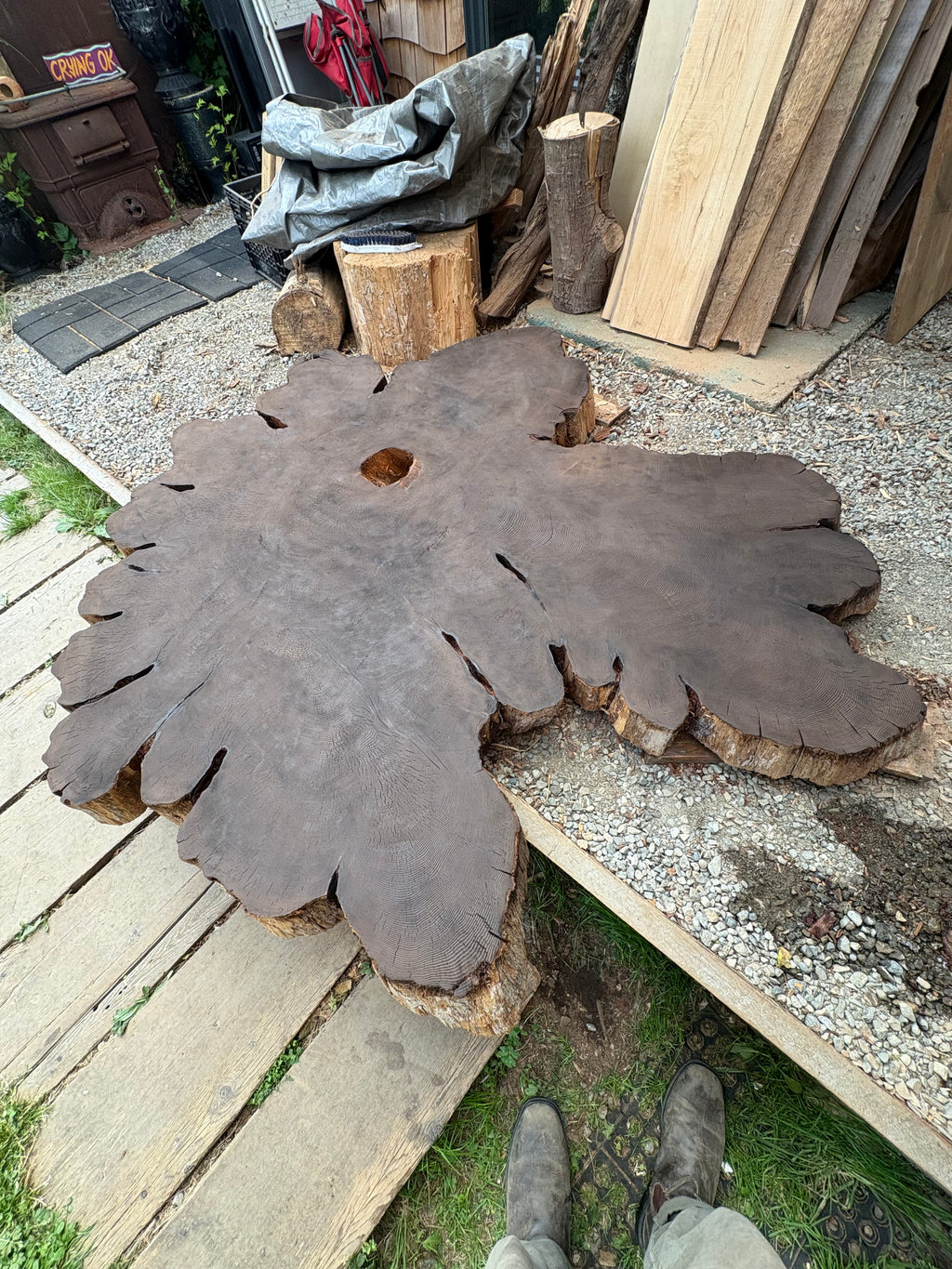 Grandmother Cedar Stump Print - Original