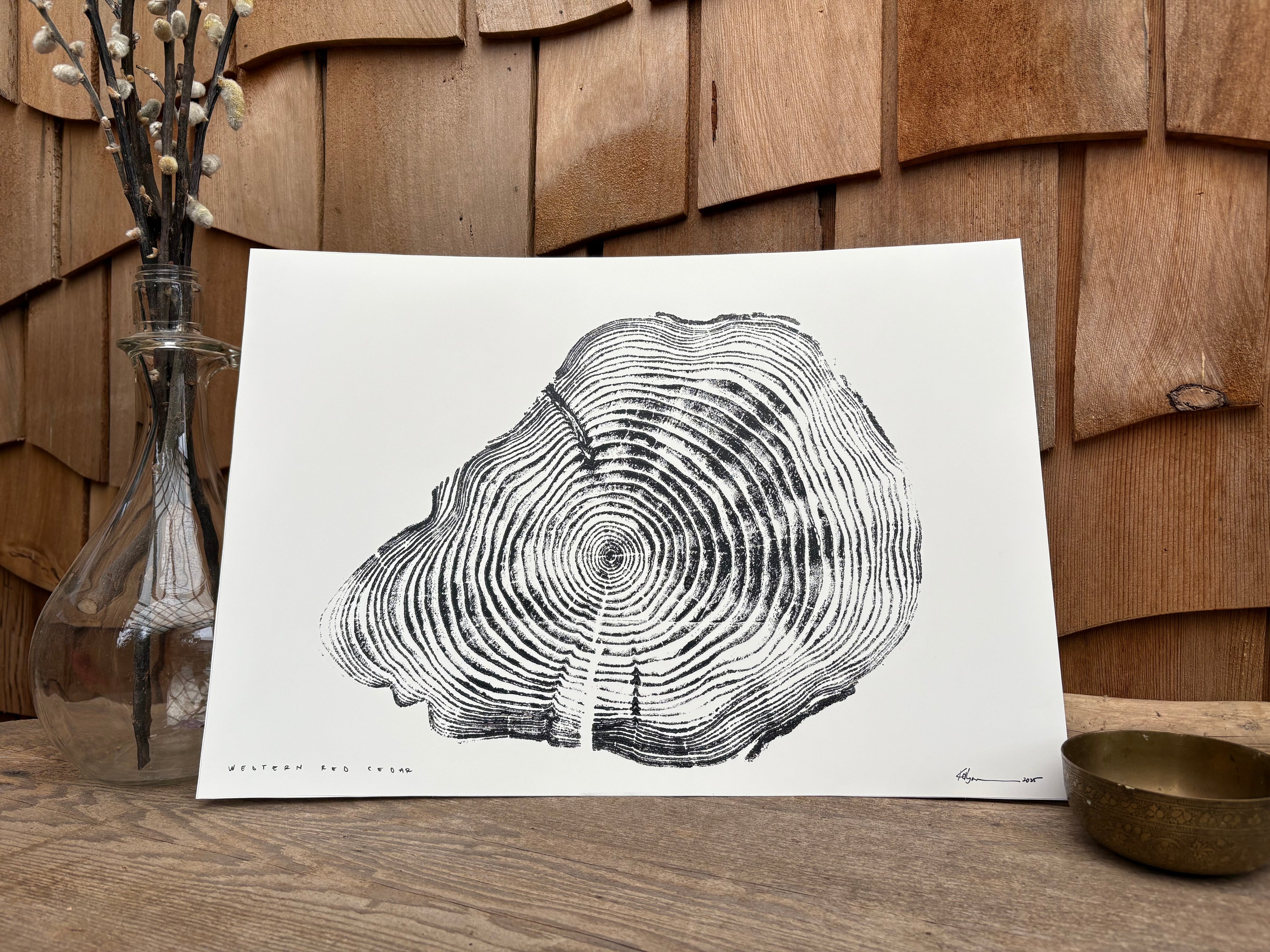Western Red Cedar Print